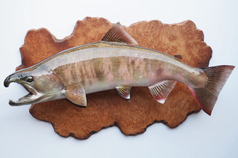 ヤマメの剥製 46cm 剥製魚 ヤマメ剥製【フィッシュクラフトマツモト】