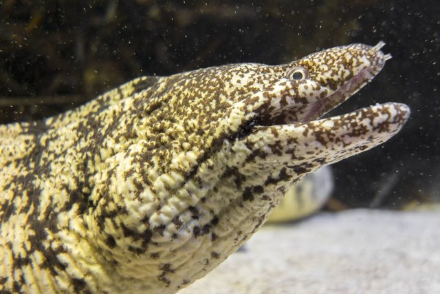 ウツボは危険な海の生き物！生態や釣り方、食べ方まで詳しくチェック