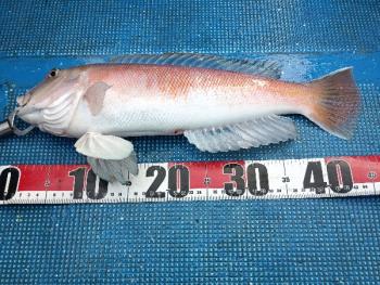 恵比寿丸（大阪）釣果情報 | フィッシングマックス 関西の釣果|大阪