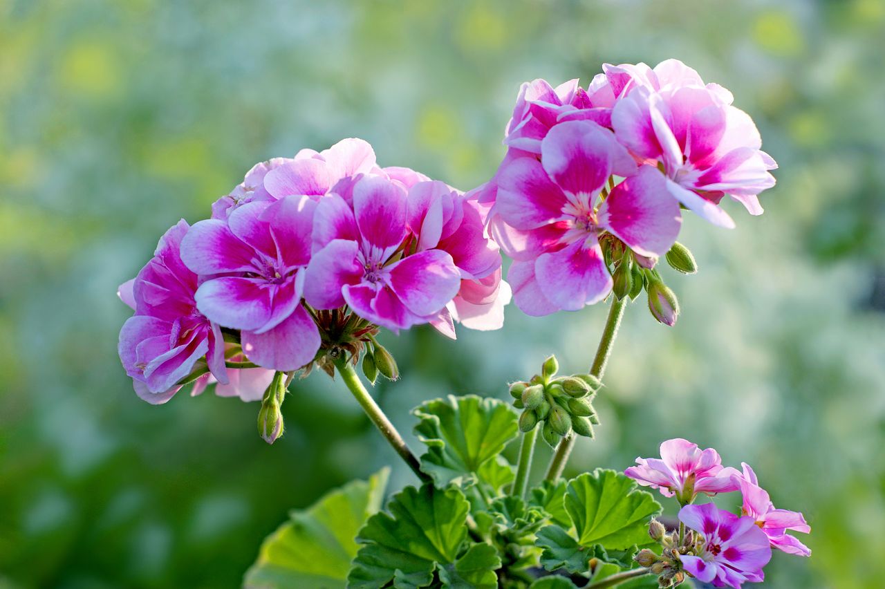 ゼラニウムの花言葉をご紹介！色ごとにも花言葉がある？ | FLOWER