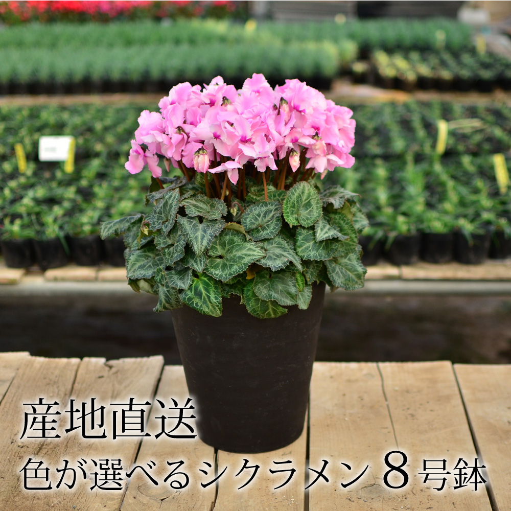 産地直送 シクラメン 8号鉢 8寸 | 花工房エーデルワイス