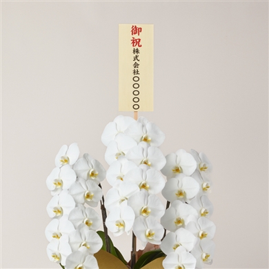 ドライ】ピンクッション サクセッション【赤/50cm】｜Flower Smith