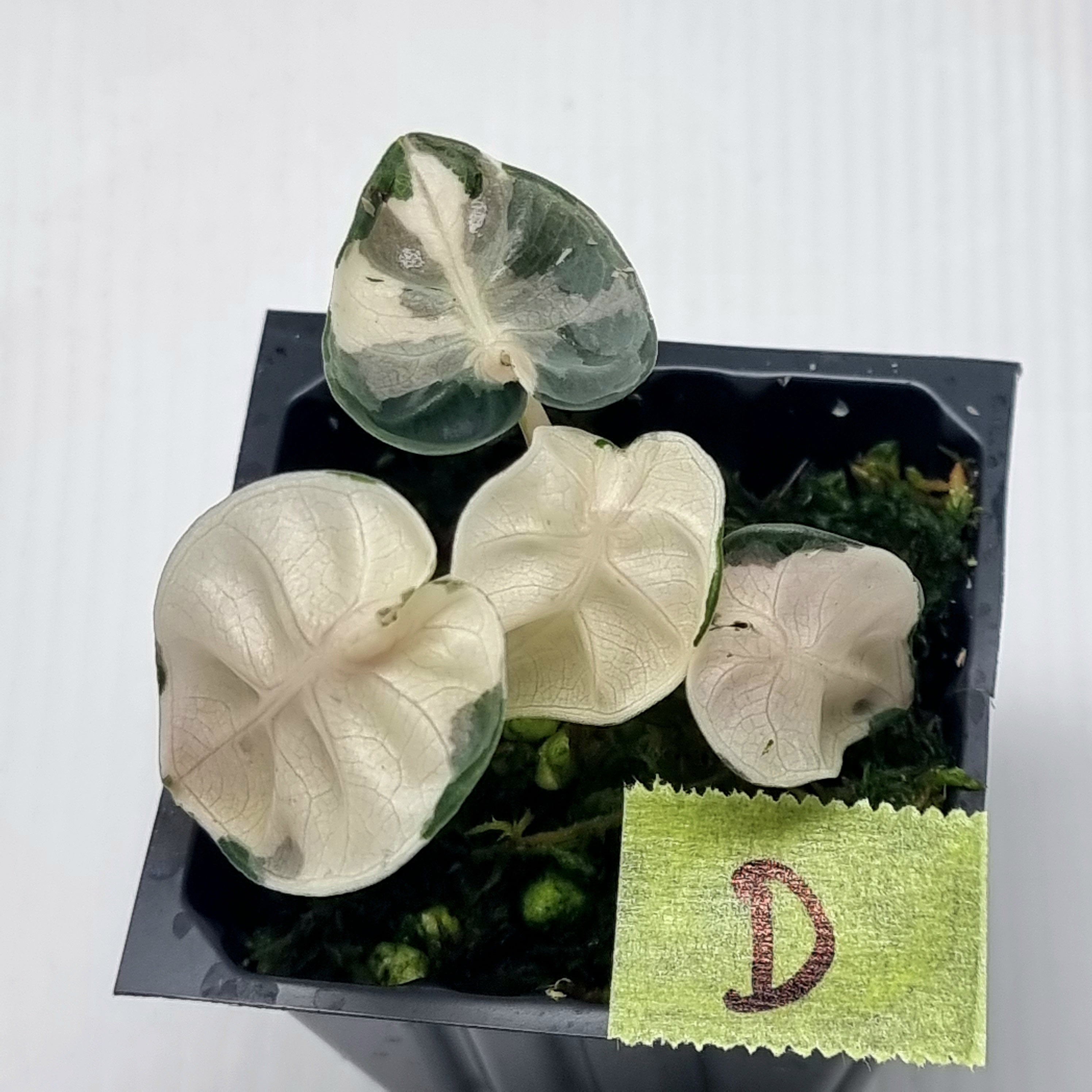 Alocasia Heart Balloon Pink Variegated – Flora Magnifica Australia