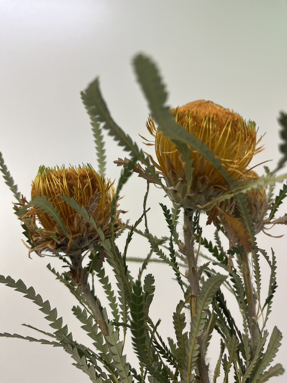 S__15400984_0.jpg