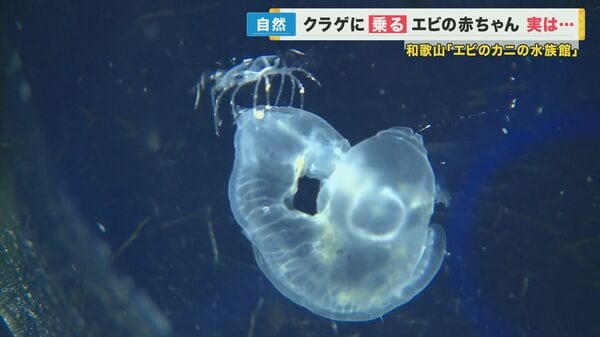 クラゲに乗りながらクラゲを「食べる」エビの赤ちゃんを見られる水族館