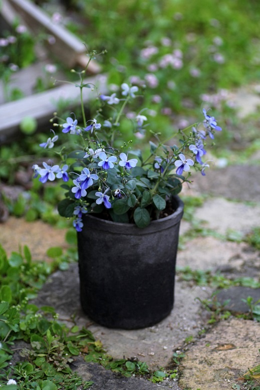 夏の寄せ植え 鉢 ジャンクガーデン 寄せ植え 花苗通販 Garden Frais
