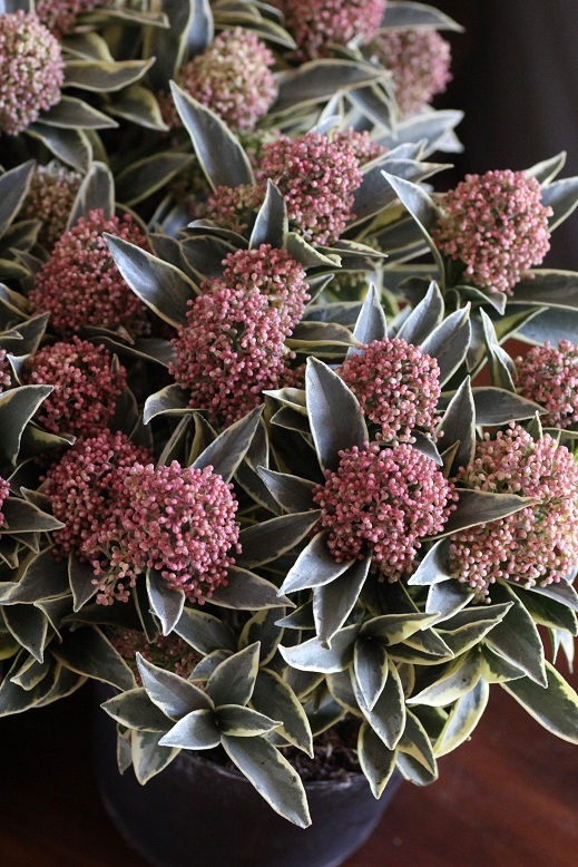 スキミアマジックマルロー 寄せ植え 花苗通販