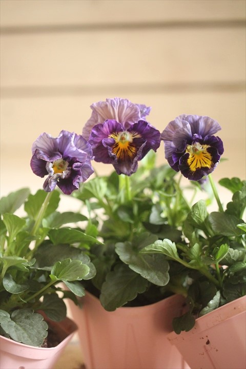 パンジーフェデネージュCrepe ジャンクガーデン 寄せ植え 花苗通販