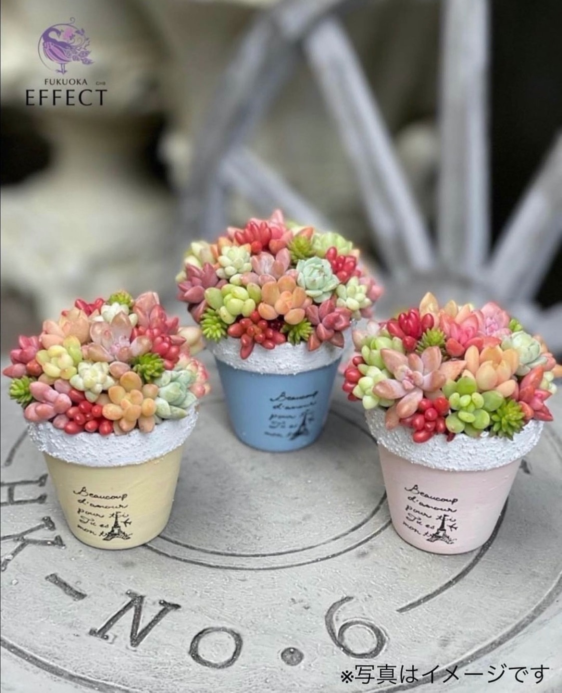 多肉植物ちまちま寄せ植えワークショップ』開催のお知らせ | お知らせ