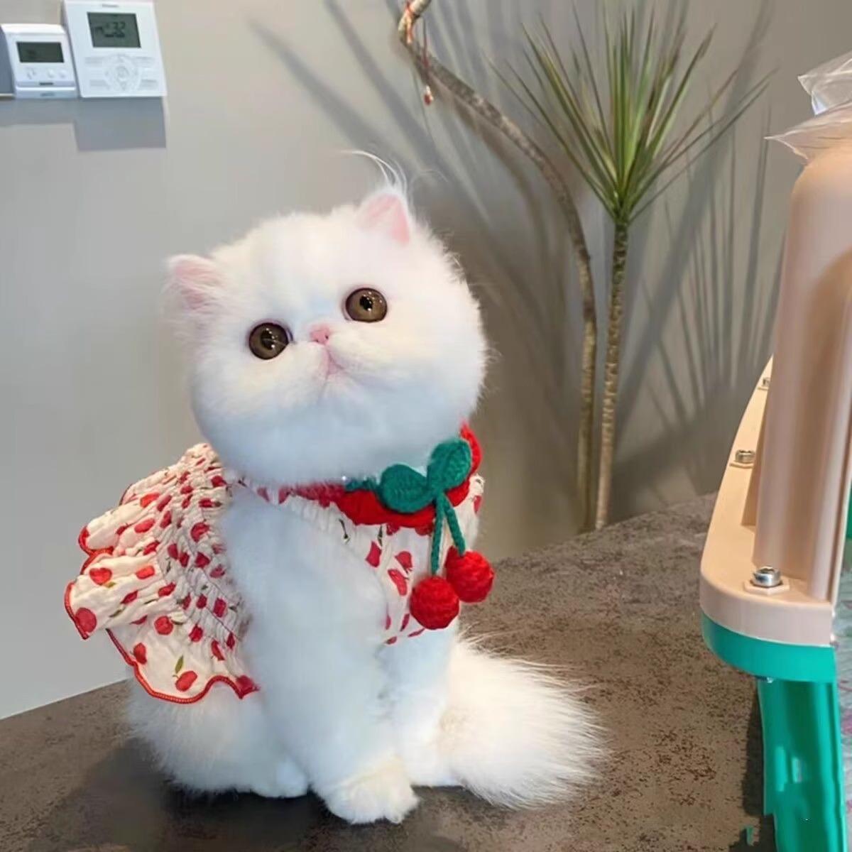 猫服 さくらんぼ柄リボンワンピース 洋服|猫服専門通販 ねこはぴ