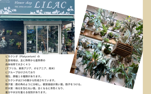 ビカクシダ(コウモリラン)バンナ#A P. Banna#A コルク仕立て 観葉植物