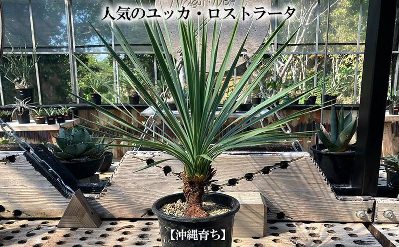 沖縄育ちの観葉植物】人気のユッカ・ロストラータ 5寸鉢 | 沖縄県金武