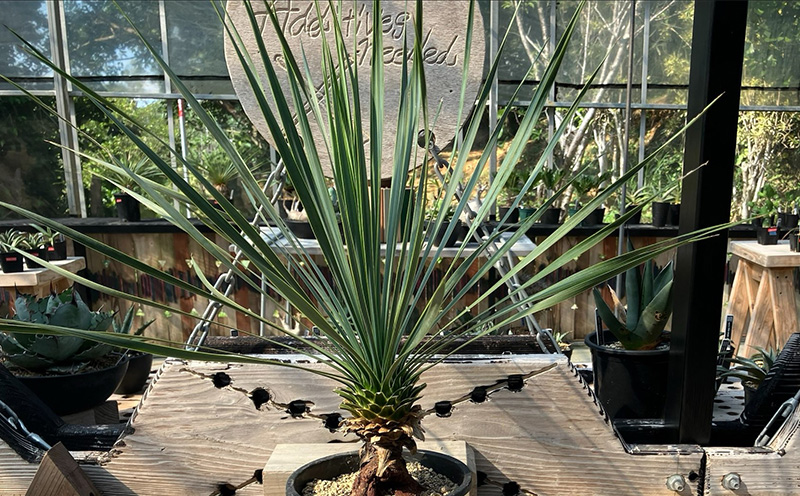 沖縄育ちの観葉植物】人気のユッカ・ロストラータ 5寸鉢 | 沖縄県金武