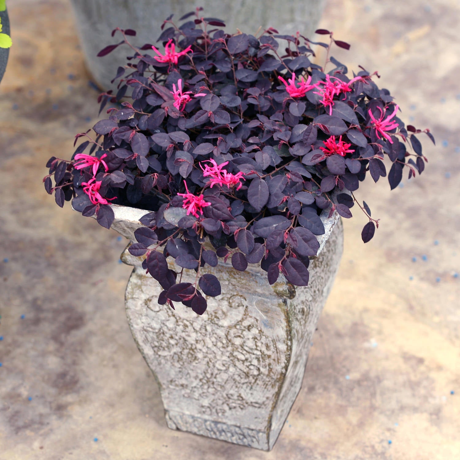 Jazz Hands Mini® White Chinese Fringe-Flower (Loropetalum)