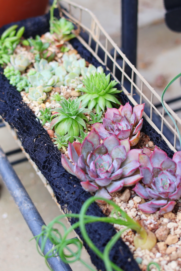 80cmメッシュラックで作る！可愛い多肉植物の寄せ植えアイデア