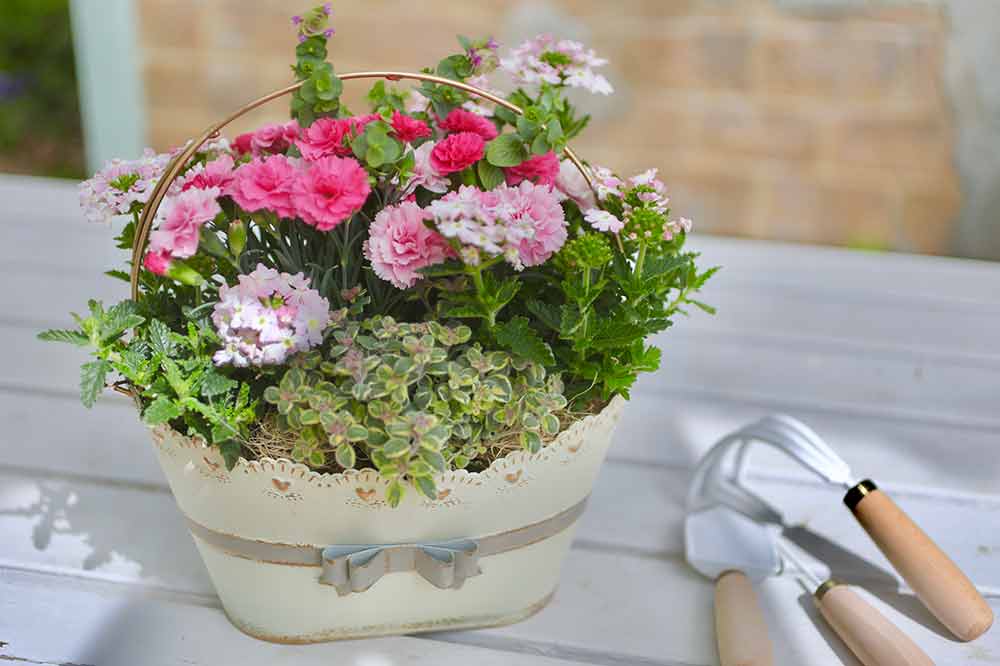 寄せ植え】ピンクの花には秘密の効果！？ カーネーションの寄せ植え