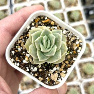 ◎多肉植物 エケベリア アイスラブリーローズ錦 2.5寸苗 Y3022