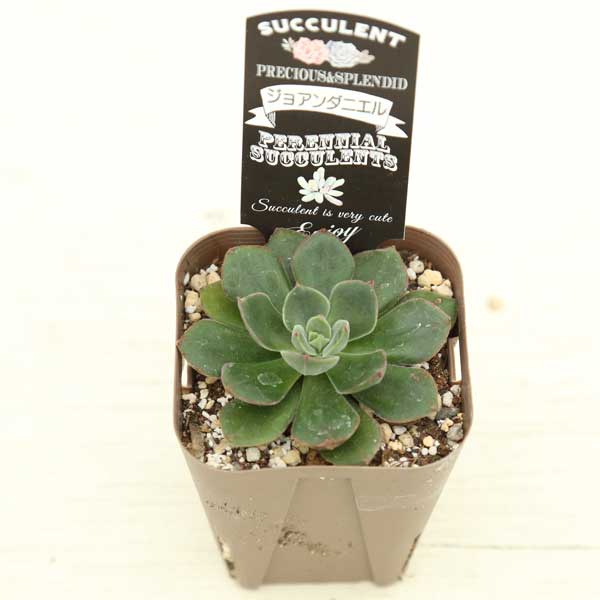◇多肉植物 エケベリア ジョアンダニエル 2.5寸苗 - ハニーミント本店
