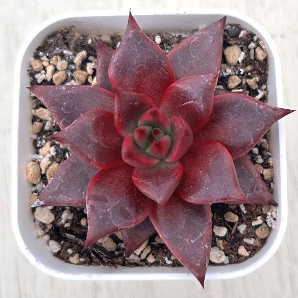 ○多肉植物 エケベリア ブラッドローズ 2.5寸苗 C5138 - ハニーミント本店