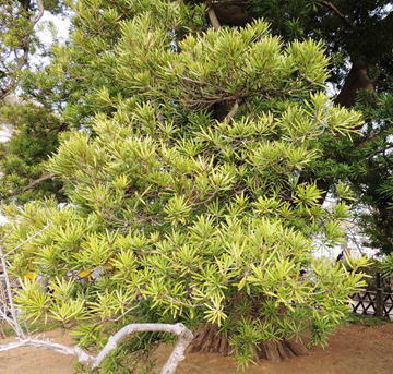 GKZ植物事典・マキ