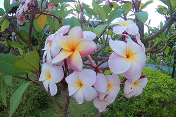 GKZ植物事典・團伊玖磨植物事典・プルメリア