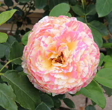 GKZ植物事典・クロード・モネ