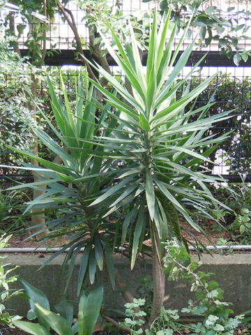GKZ植物事典・セイネンノキ