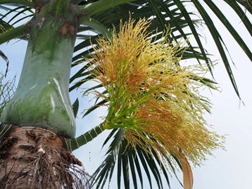 GKZ植物事典・トックリヤシ