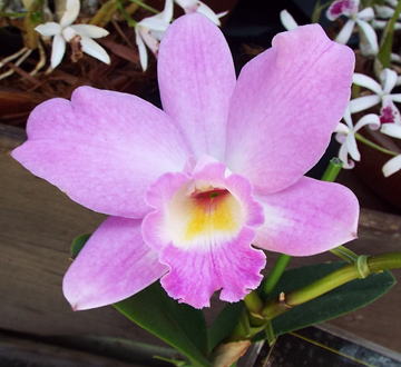 GKZ植物事典・カトレア 'サクラキャンディ'