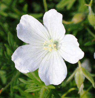GKZ植物事典・シロバナハクサンフウロ（白花白山風露）