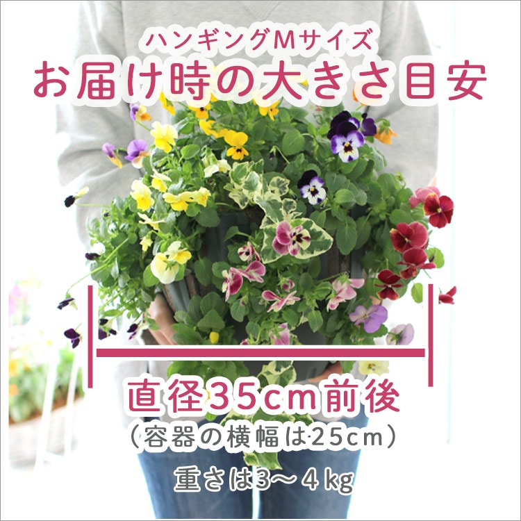 豪華 ビオラ ハンギングバスケット 寄せ植え [春色パステル]Mサイズ
