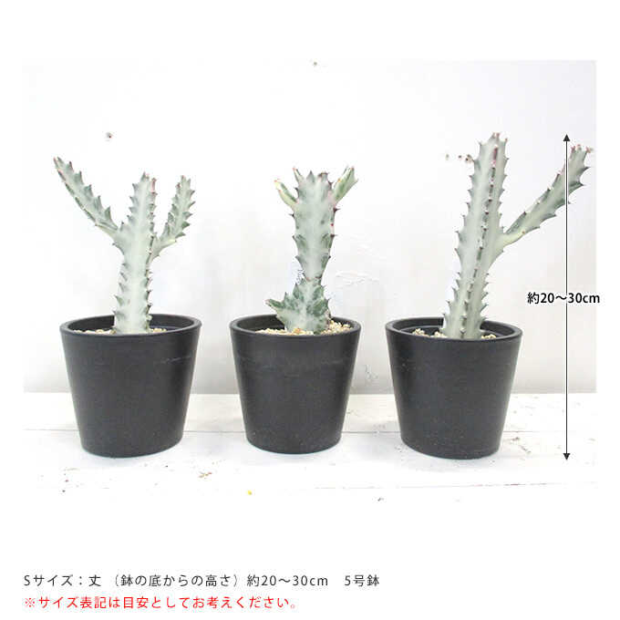 観葉植物 ユーフォルビア ホワイトゴースト S 5号鉢 植物 5号