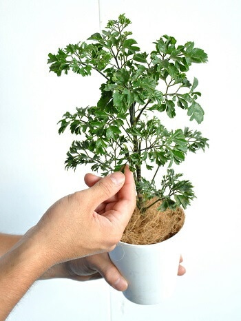 ポリシャス・バタフライ ポリシャス・バタフライ 082301 販売・通販［詳細ページ］ *tree tree*