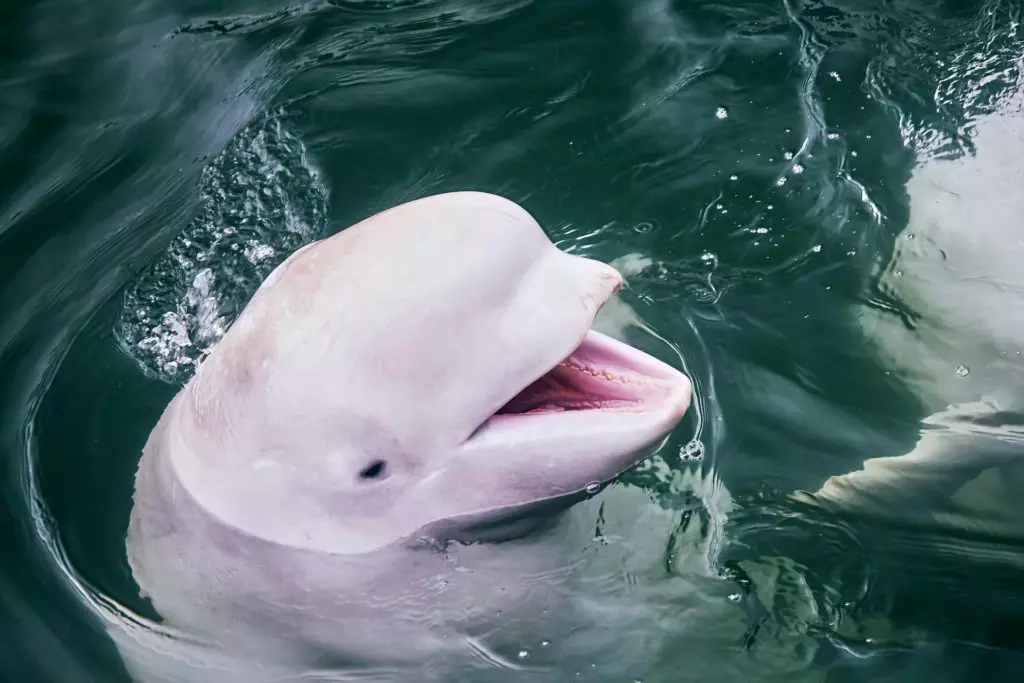 シロイルカ（ベルーガ）がいる水族館は全国で4ヶ所のみ！ショーの