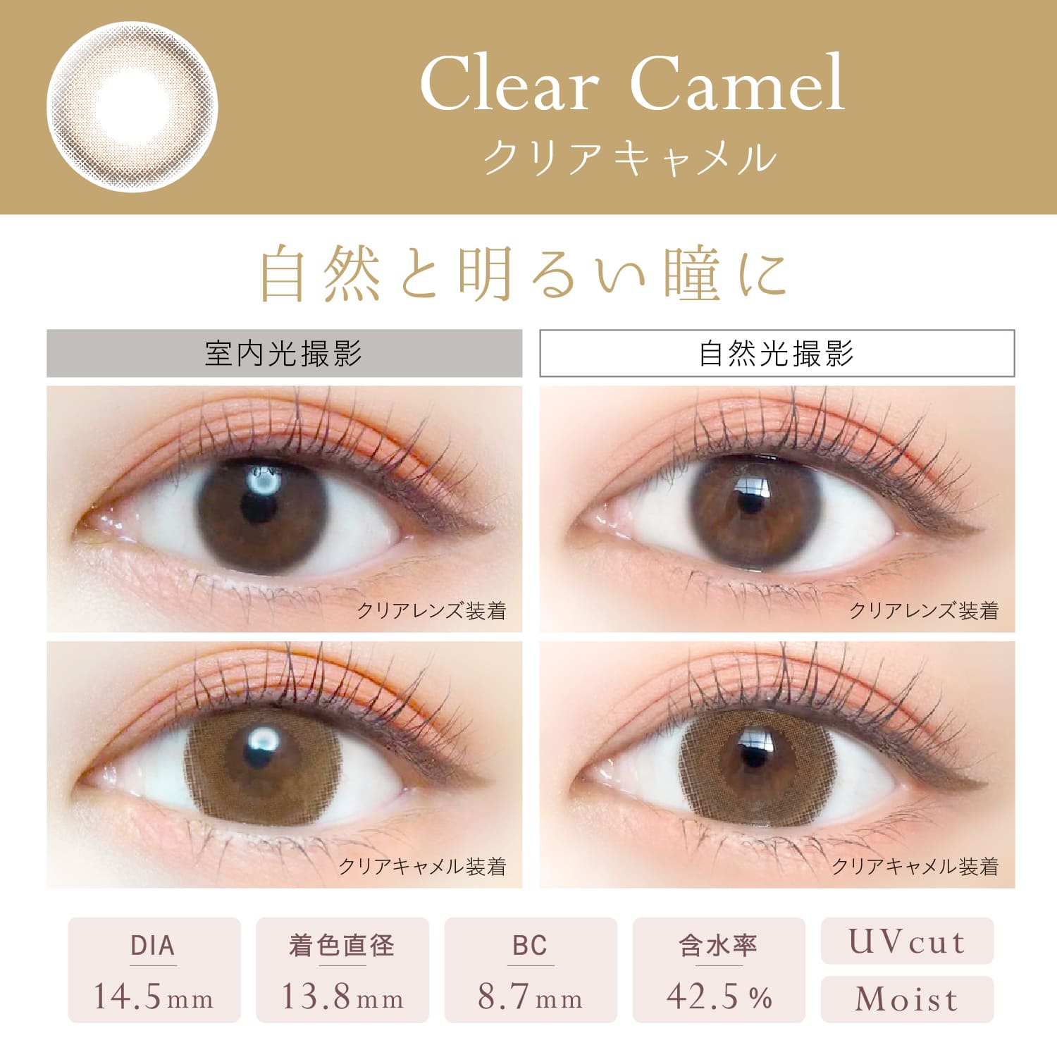 Clear Camel [EverColor] | 1day Colored Contact Lens - DIA 14.5mm