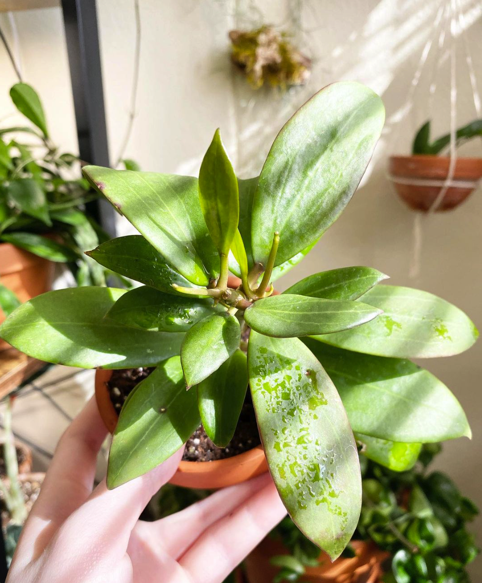 Rare Hoya Glabra 'Alex' for Sale | 1