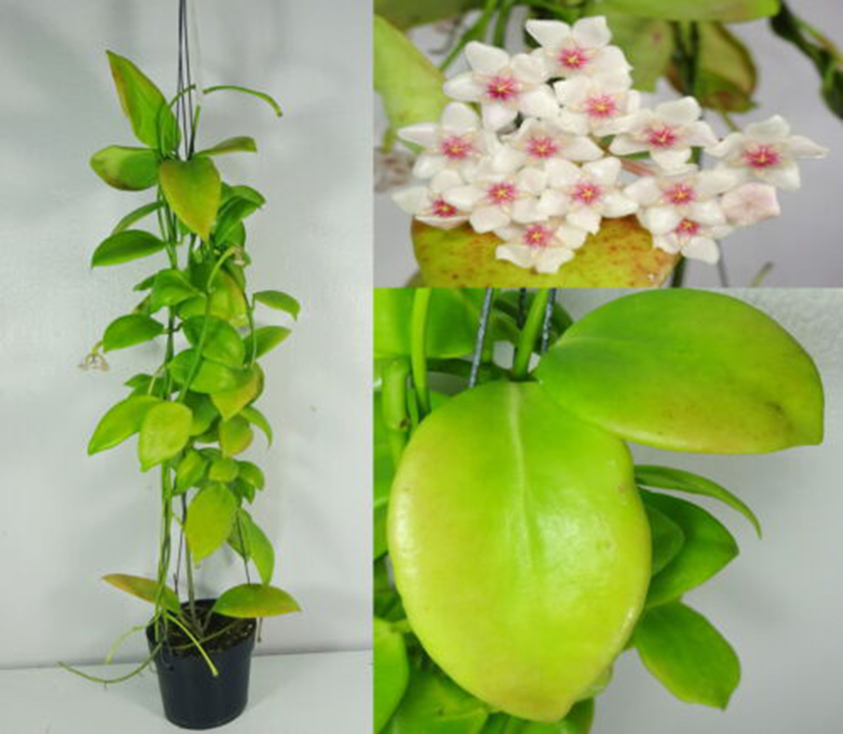 Buy Hoya anulata - 1
