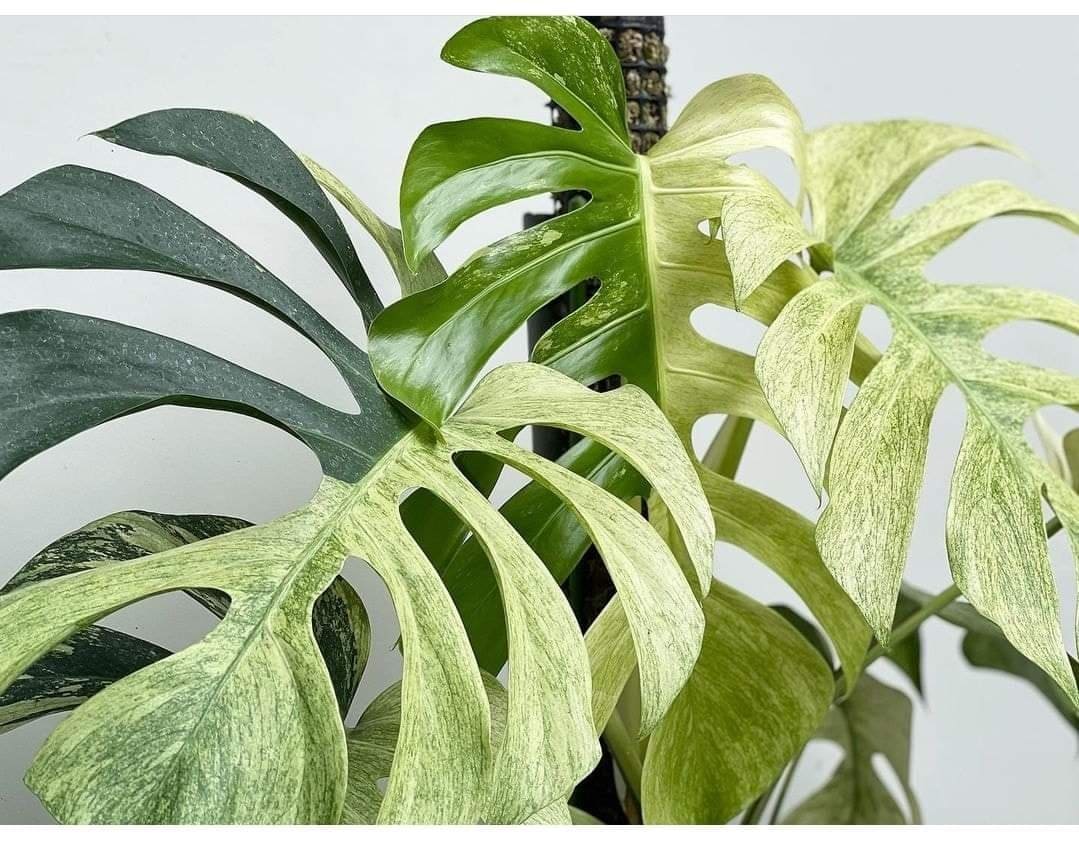 Buy Monstera Deliciosa Mint Variegated (Tissue Culture) Rare