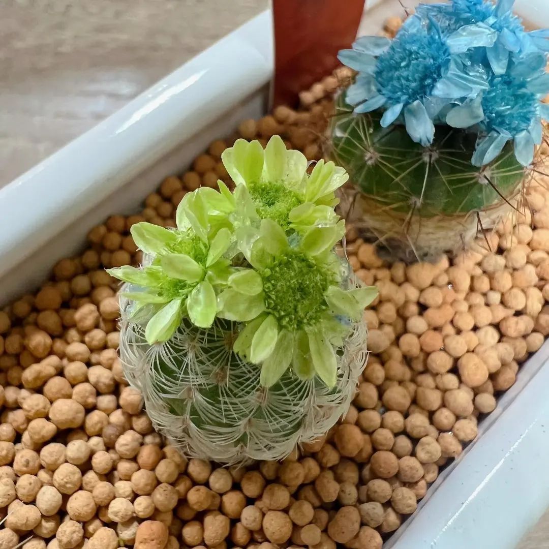 花咲サボテン - グリーンプロデュース～暮らしに緑を～｜グリーン雑貨