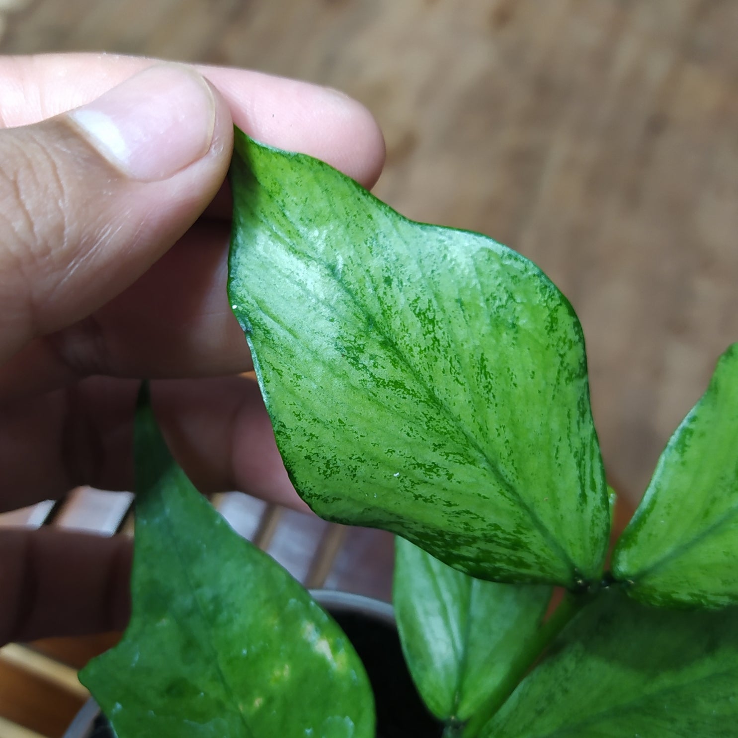 Hoya Polyneura Silver (Broget) – Greenspaces.id
