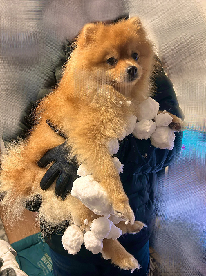 楽しんだのがよく分かる」 大雪の中を走り回った愛犬、足元を見ると