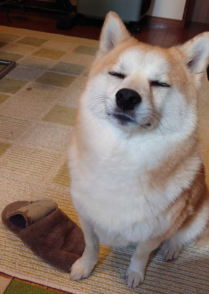 さぁ、怒るなら怒ってくれ」 開き直る柴犬に「顔がよすぎる」「胸を
