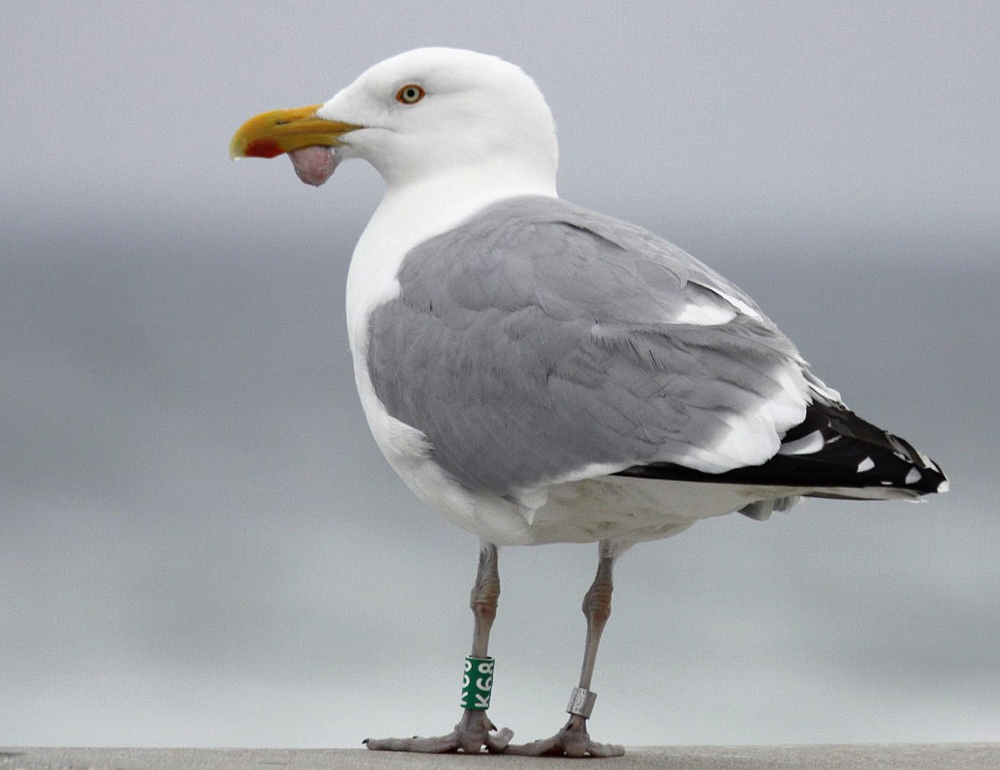 Gull Research Organisation