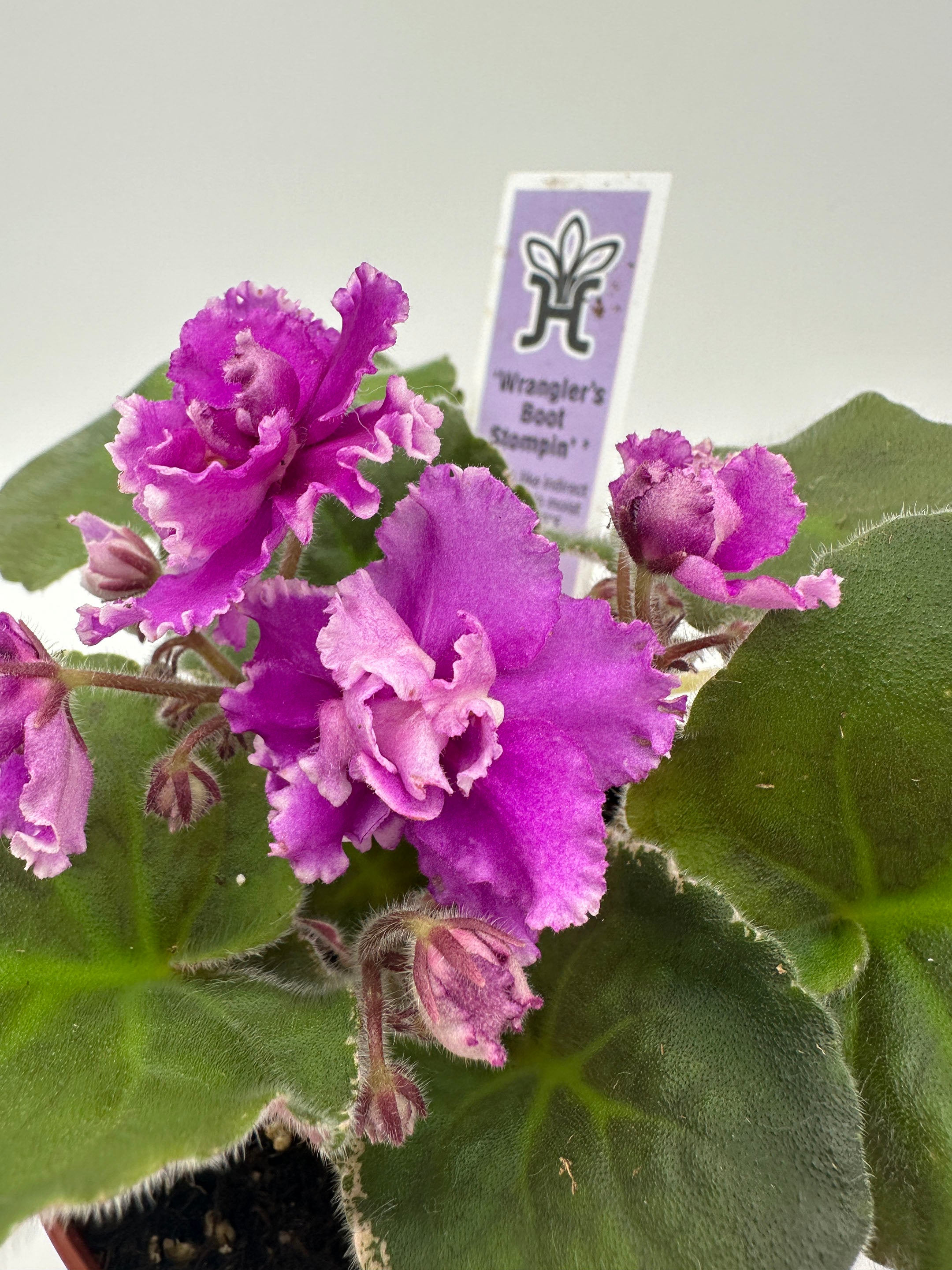 Wrangler's Boot Stompin' - Live African Violet 4