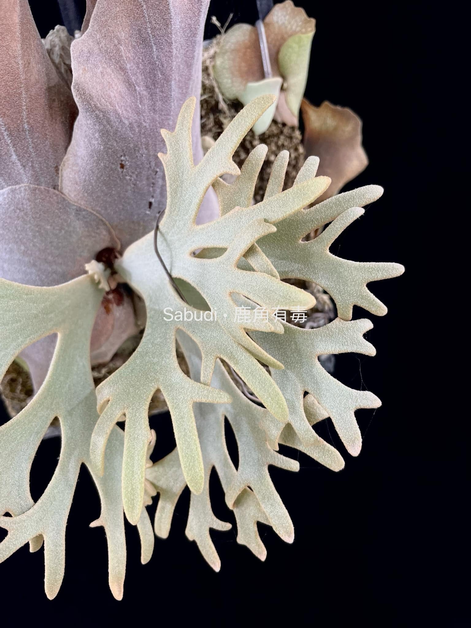 P. Willinckii Yellow Moon Spore - Platycerium | Rare Dwarf – HCorchids