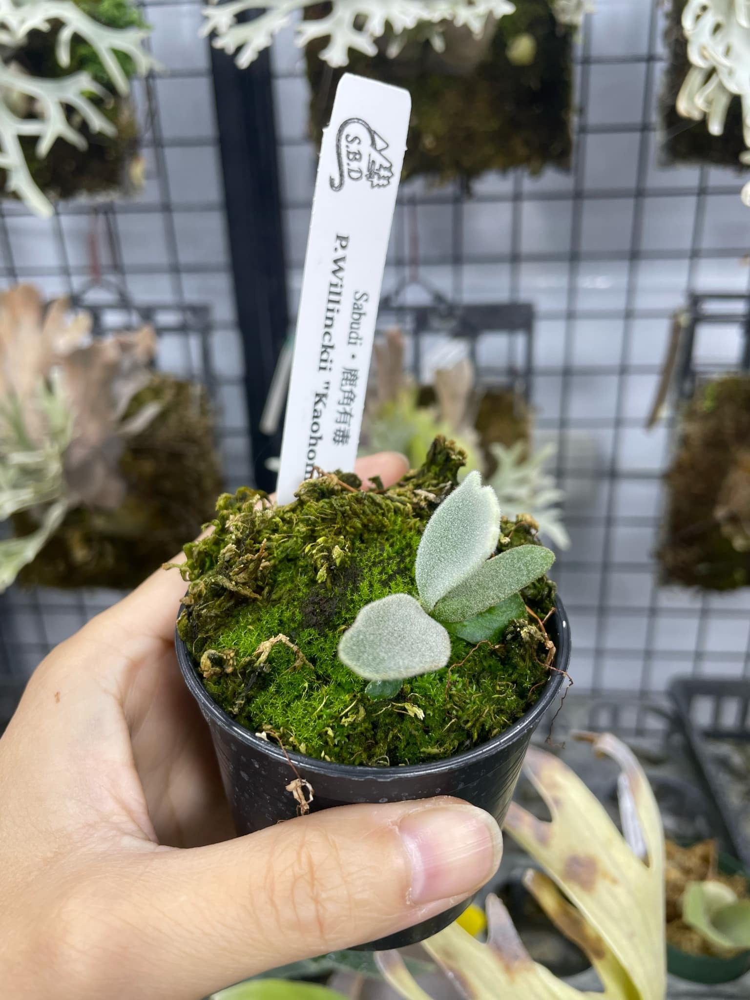 Platycerium Willinckii Pup - Collectible & Easy Care – HCorchids