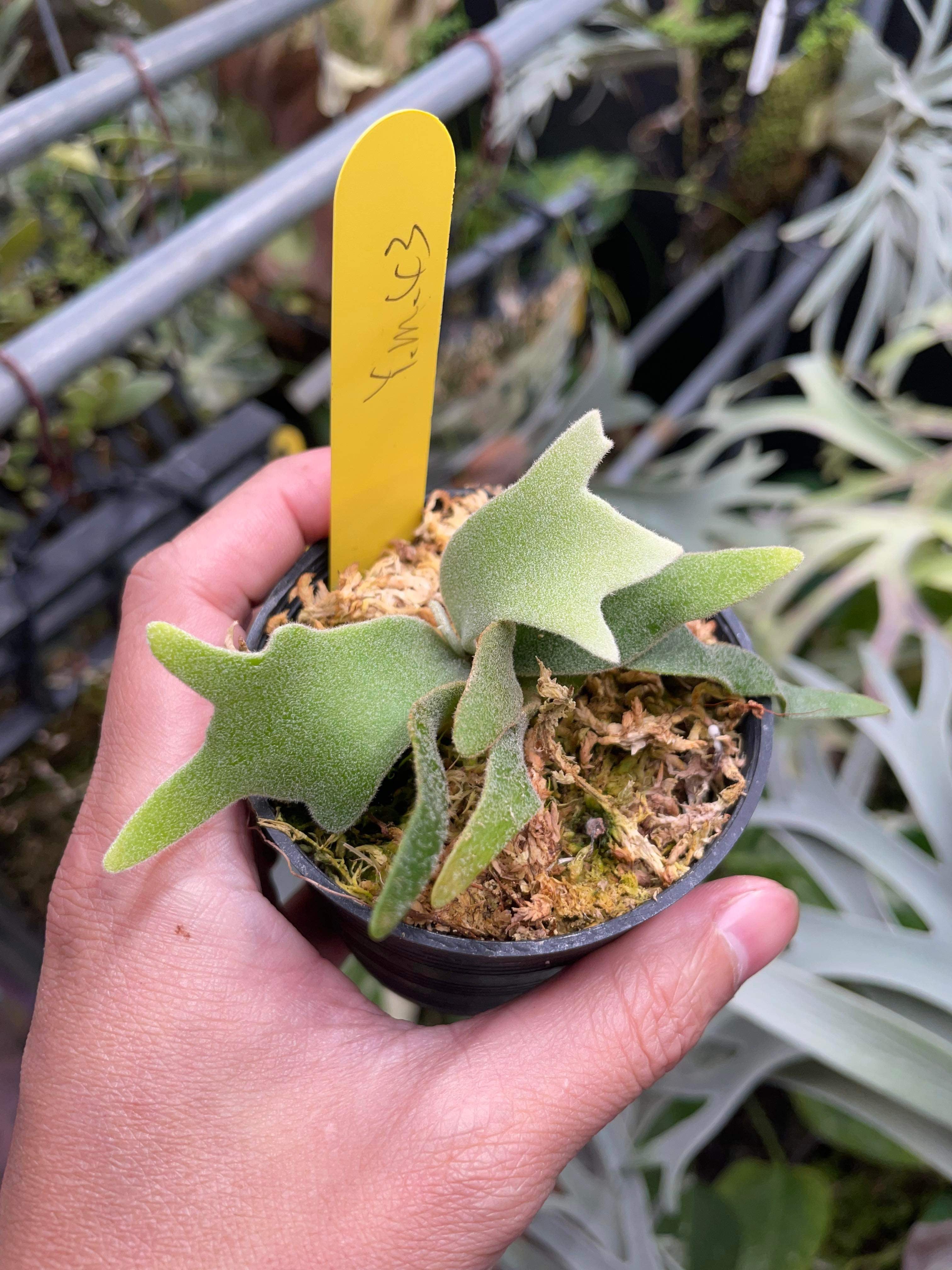Willinckii Yellow Moon Spore - Rare Collectible Indoor Plant