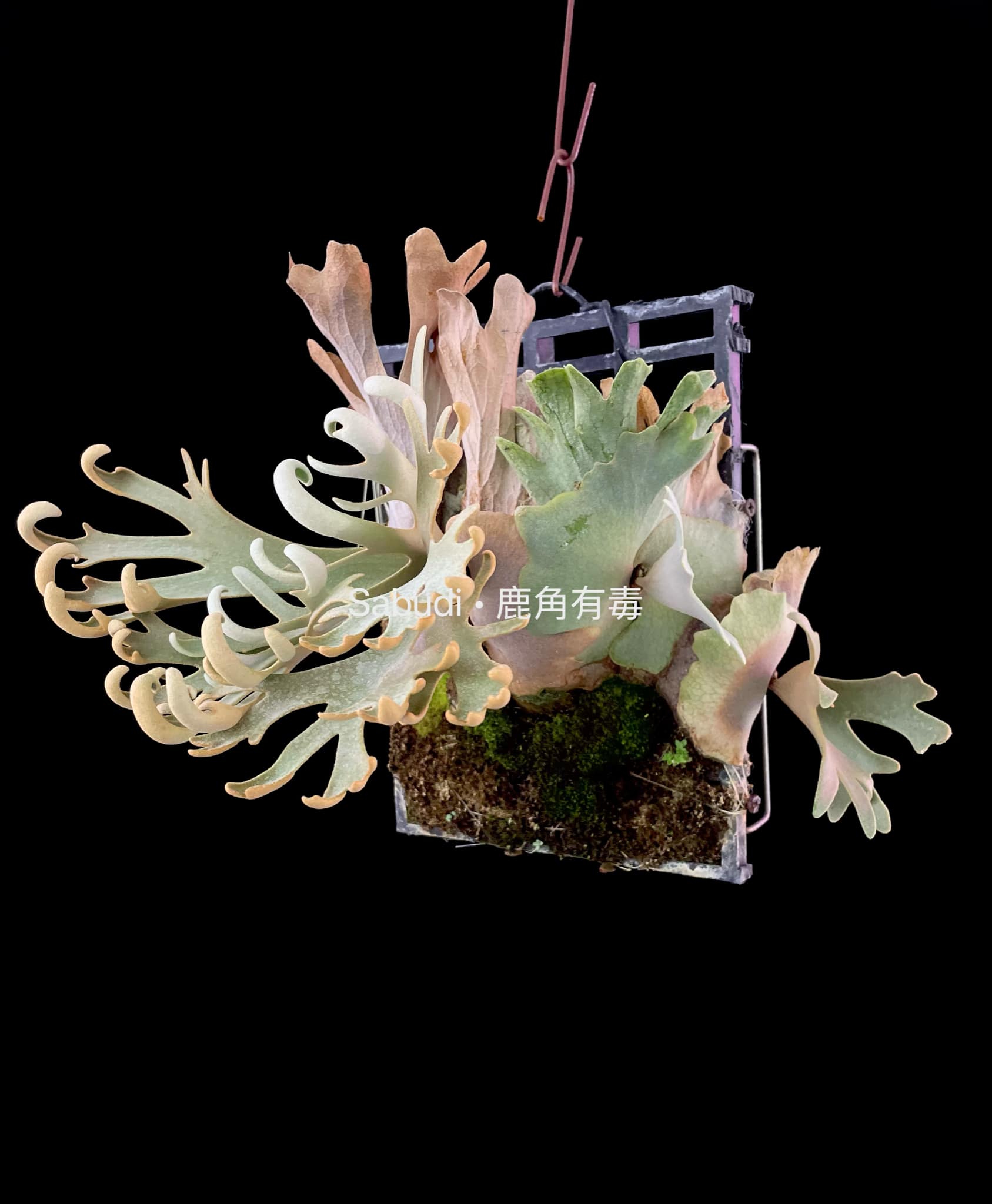 Buy P. Willinckii Mew Pup Spores Online – HCorchids