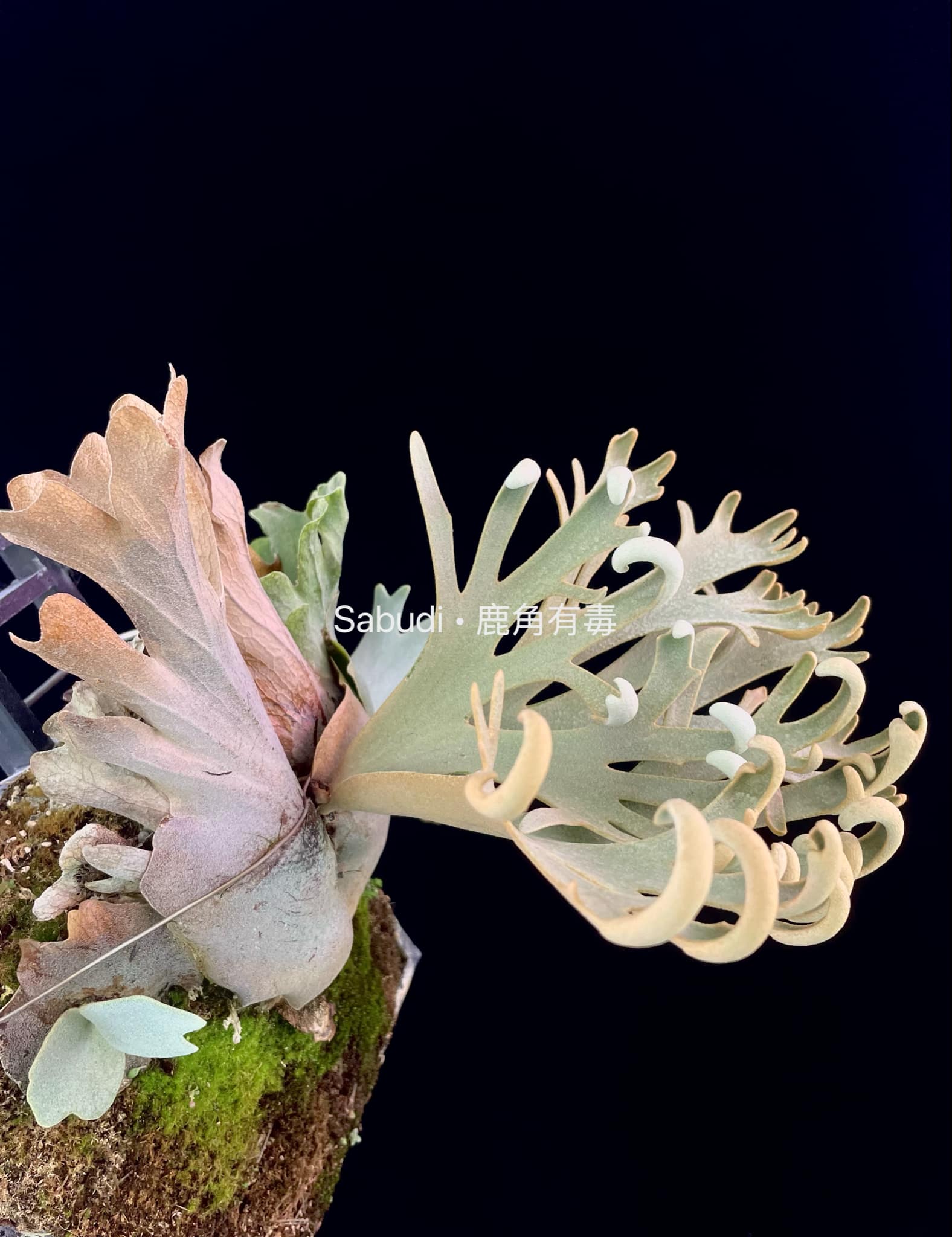 Buy P. Willinckii Mew Pup Spores Online – HCorchids