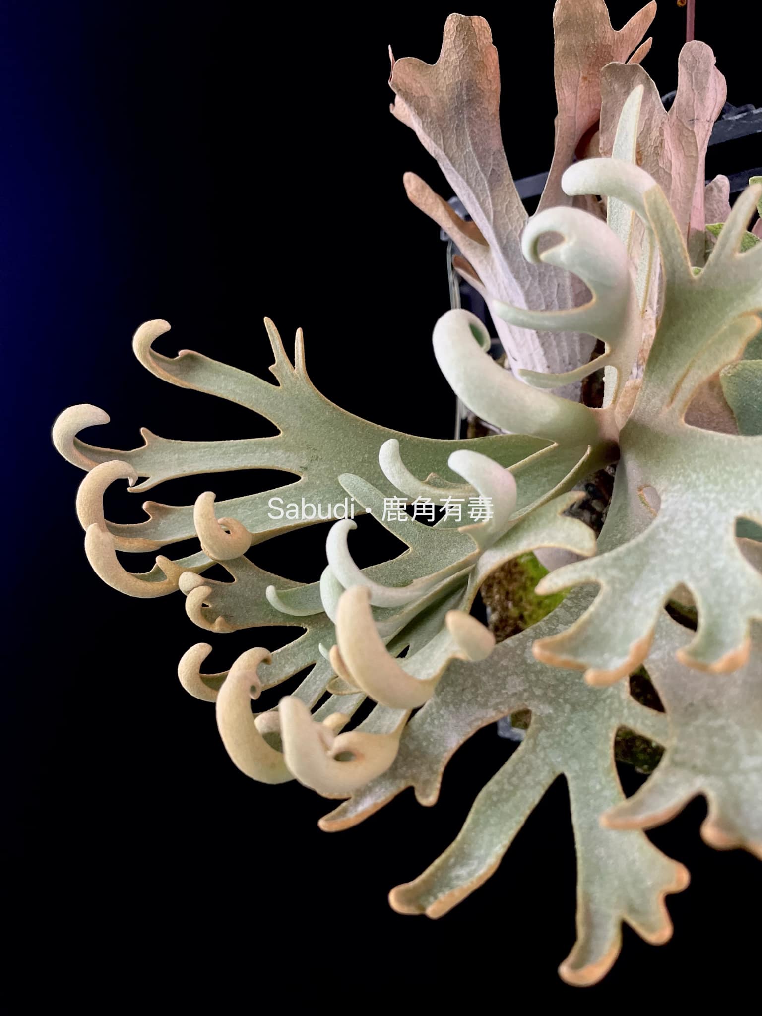 Buy P. Willinckii Mew Pup Spores Online – HCorchids